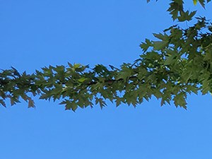 a tennis court with a tree and a fence